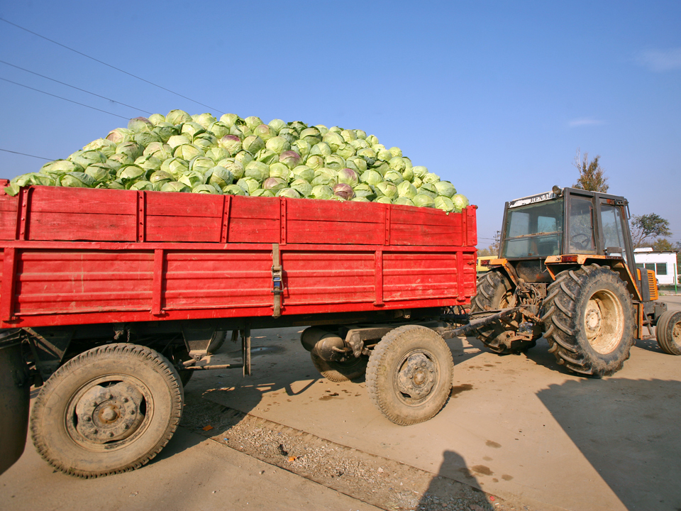 Producătorii de cartofi şi varză din Lunguleţu, o zonă renumită pentru producţia de legume, fug de cooperative