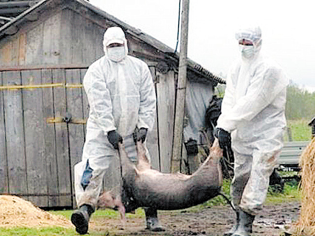 Ferma Salcia a familiei Dragnea, singura fermă de porci din judeţul Teleorman, este în pericol de contaminare cu pesta porcină africană