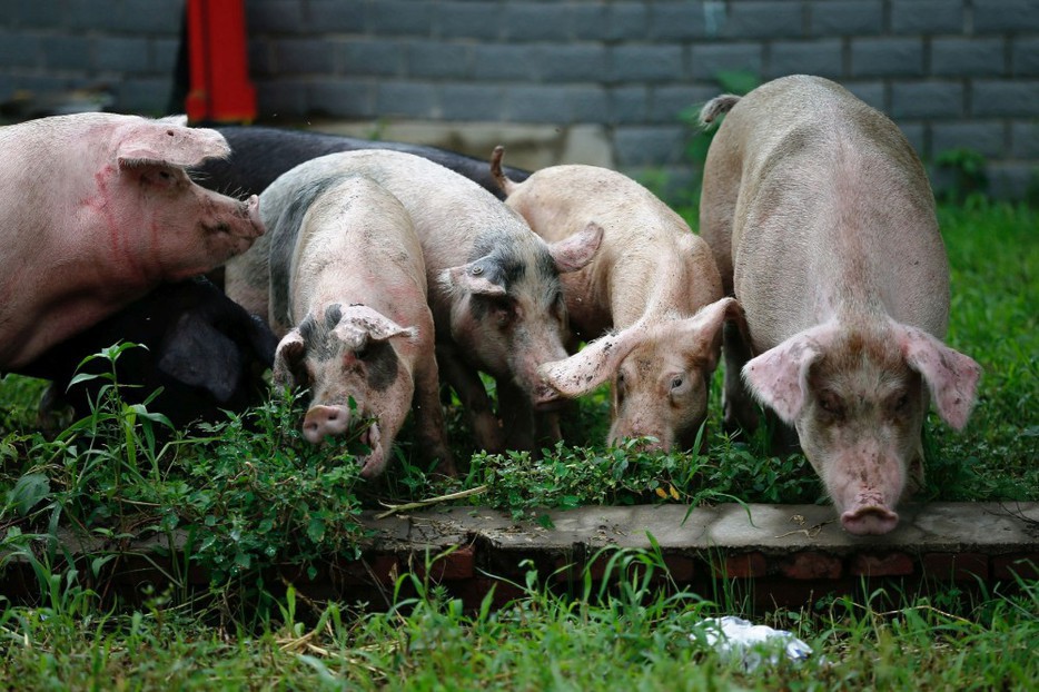 Febra porcină se răspândeşte în Europa de Est