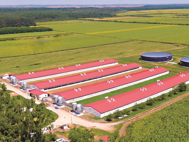 Smithfield, cel mai mare producător de carne de porc, a raportat afaceri de 1,2 miliarde de lei în 2019, cu un profit de 53 mil. lei, în creştere cu 90%. Operaţiunile Smithfield în România includ 47 de ferme şi fabrici de nutreţuri combinate, care deservesc abatorul din judeţul Timiş, cu o capacitate de 1,3 milioane de porci comerciali pe an