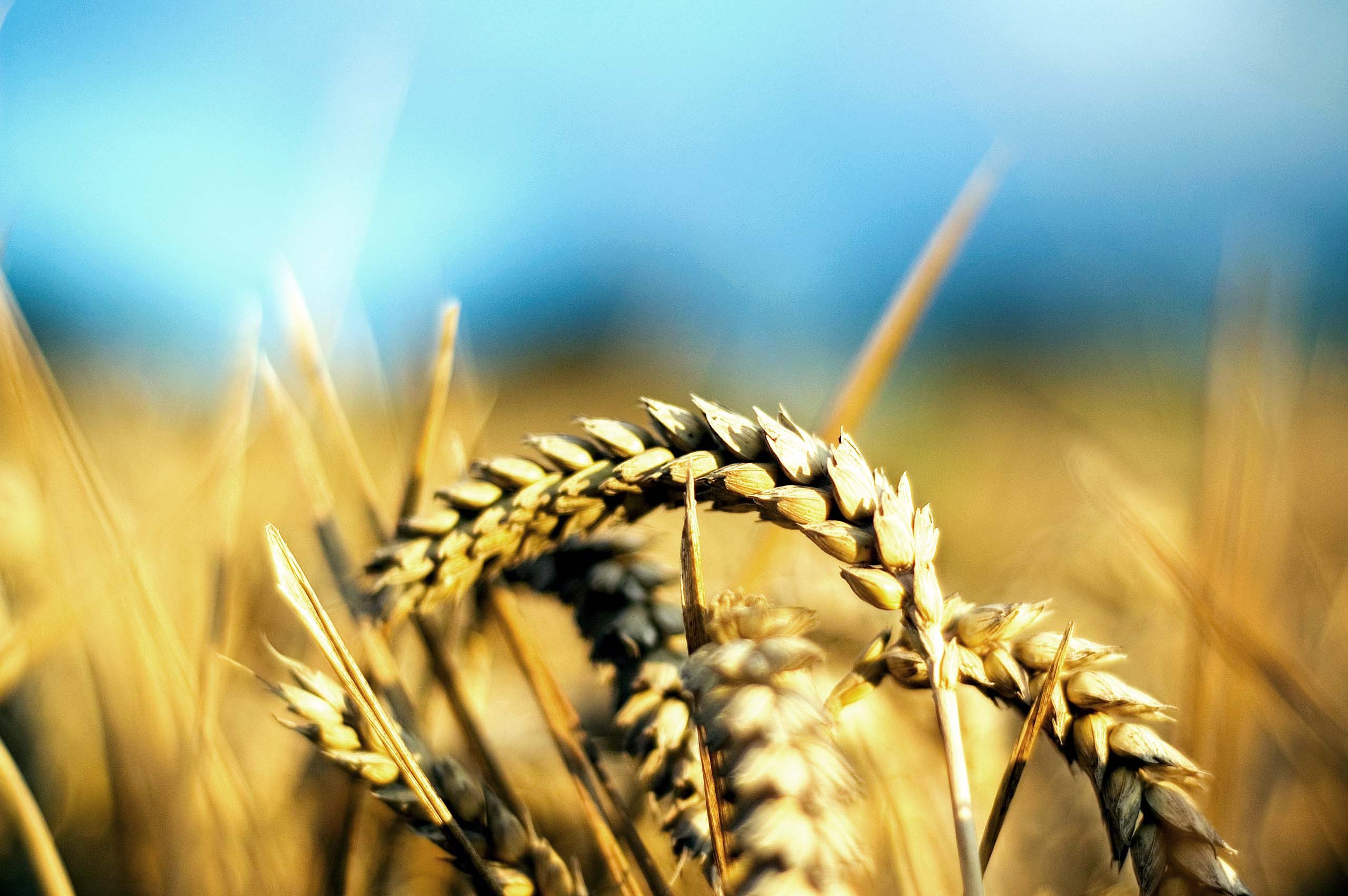 Efectele secetei: Preţul grâului din România a crescut cu aproape 40% faţă de iunie 2020, iar în unele zone creşterile sunt de peste 50%