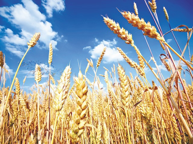 Exporturile ucrainene de cereale ar putea trece prin Polonia