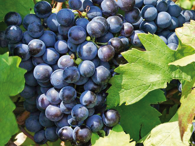 Casa de Vinuri Vrânceană, un producător de vinuri vrac din Vrancea, investeşte în producţia de vinuri îmbuteliate. Producătorul îşi va majora capacitatea de la 40.000 litri/an la 140.000 litri/an