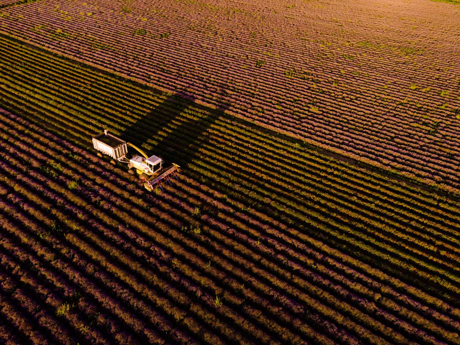ZF Agropower. România a irigat până în acest an agricol mai puţin din 10% din suprafaţa totală amenajată pentru irigaţii, deşi în unele zone este secetă
