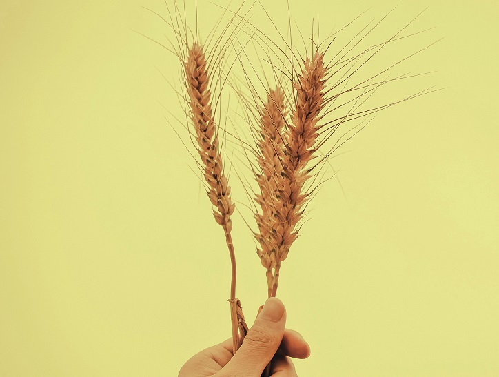 Fermierii, iarăşi, la mila vremii: producţia de cereale din acest an este sub semnul balanţei. Dacă plouă, talerul înclină spre 30 mil. tone