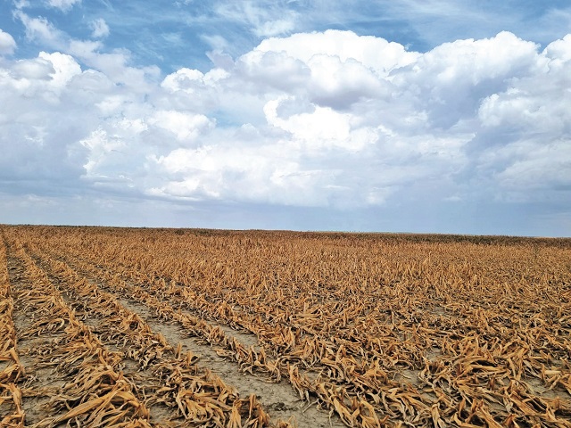 Fermierii recoltează porumbul cu o lună mai devreme, din cauza secetei: „Cine n-a irigat are daună totală. E totul uscat“
