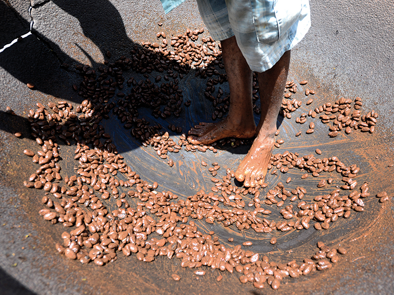 Cultivatorii de cacao se confruntă cu provocări în creştere din cauza El Nino