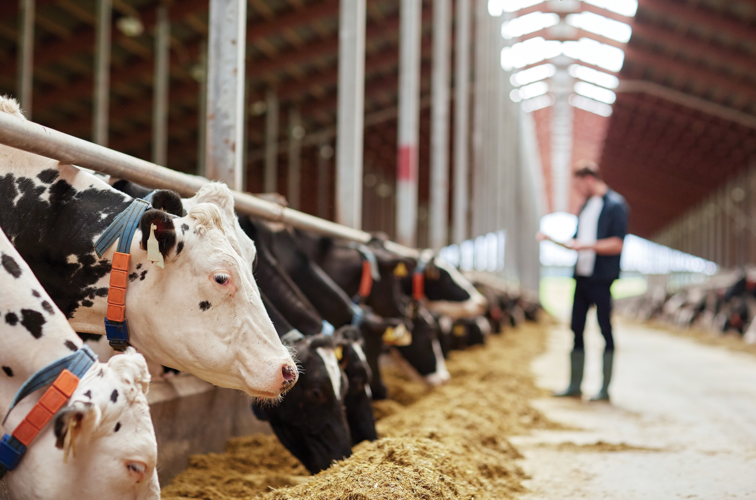 Fermierii polonezi primesc subvenţii duble pentru vacile de lapte faţă de cei români