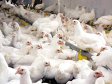 Marea Britanie ameninţă să interzică importurile de carne de pasăre din Polonia
