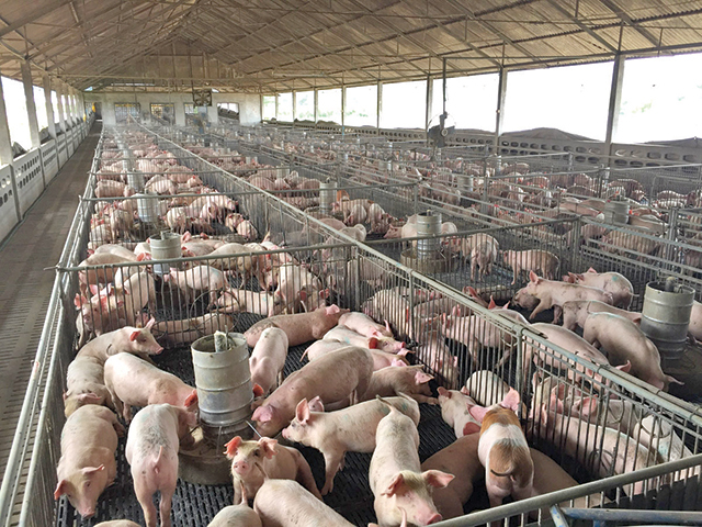 Fermierii din Polonia primesc subvenţii de 1,7 ori mai mari pentru reproducerea porcilor decât cei din România. Peste 70% din consumul de carne de porc din România vine din străinătate, iar Polonia se află pe locul patru în topul ţărilor din care România importă carne de porc