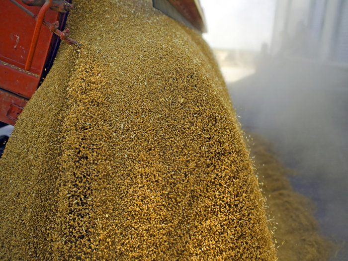 Un nou jucător pe piaţa cerealelor: Dobrogea Plant din Constanţa a crescut de peste 50 de ori în doar doi ani, până la 150 mil. lei în 2025