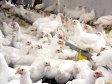 Gripa aviară a reapărut în Ungaria după decenii