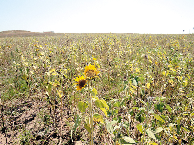 Fermierii din Covasna, în impas din cauza secetei, solicită certificate de forţă majoră de la CCI