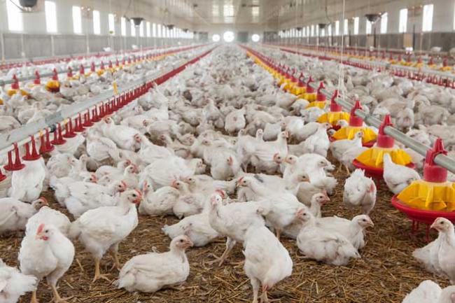Uniunea Crescătorilor de Păsări: România, ultima în clasamentul producţiei de carne pe cap de locuitor