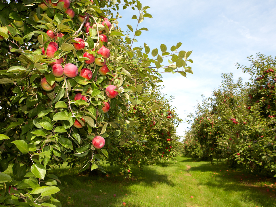 Analiză: Producţia mondială de mere, pere şi struguri va scădea pe fondul schimbărilor climatice