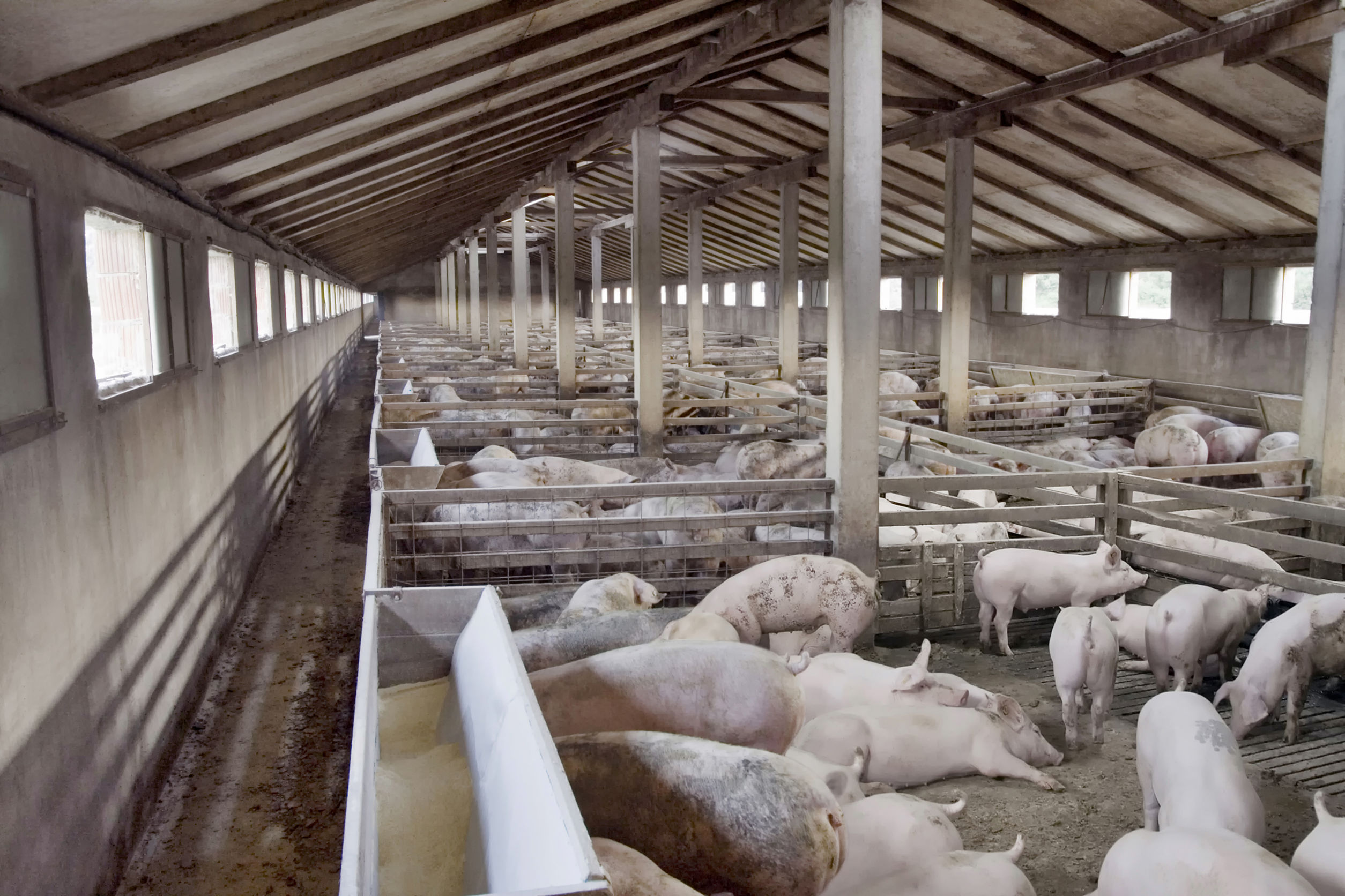 INS: În luna iunie, înainte de criza pestei porcine africane, sacrificările de porci au scăzut