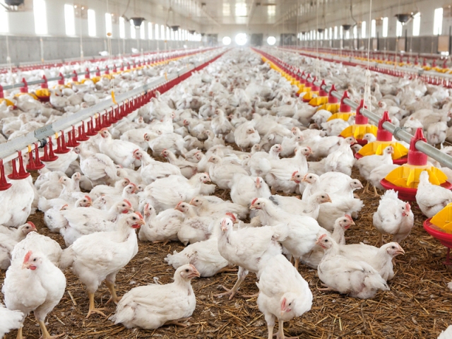 Eurostat: România a produs anul trecut peste 450.000 tone de carne de pasăre