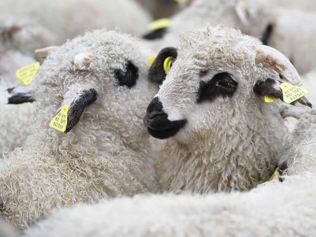 ANSVA a luat măsuri în cazul oilor aflate pe nava scufundată în portul Midia: Pentru a fi evacuate, animalele agitate din interiorul navei vor fi tranchilizate
