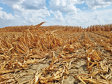 Peste 600.000 de hectare de culturi au fost afectate de secetă