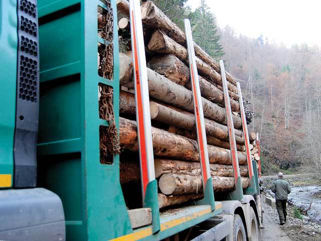Exportul de buşteni, cherestea şi lemne de foc ar putea fi interzis pe o perioadă de cinci ani 