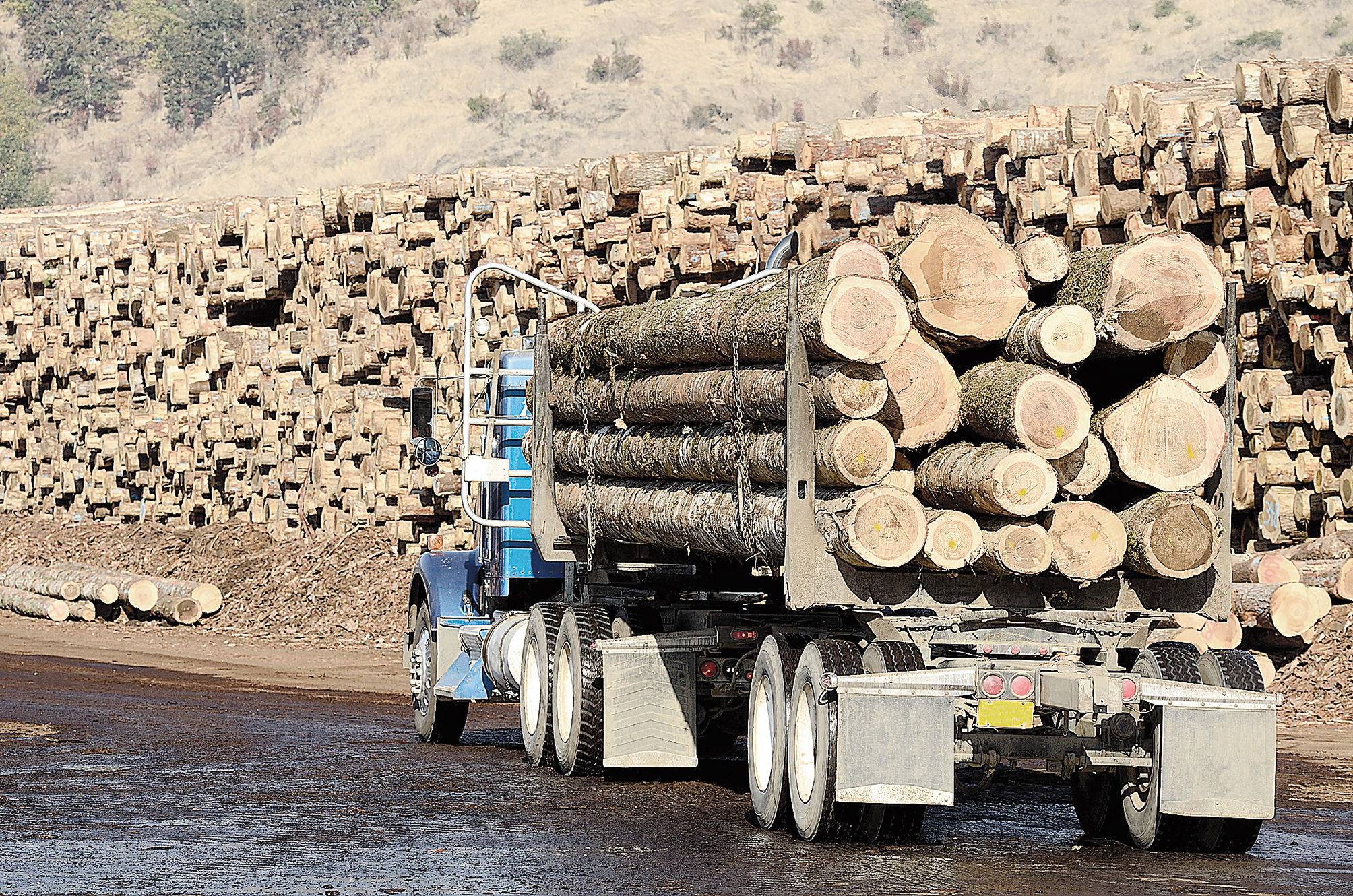 Aproape 26.000 metri cubi de lemn, exploatat ilegal în judeţul Gorj