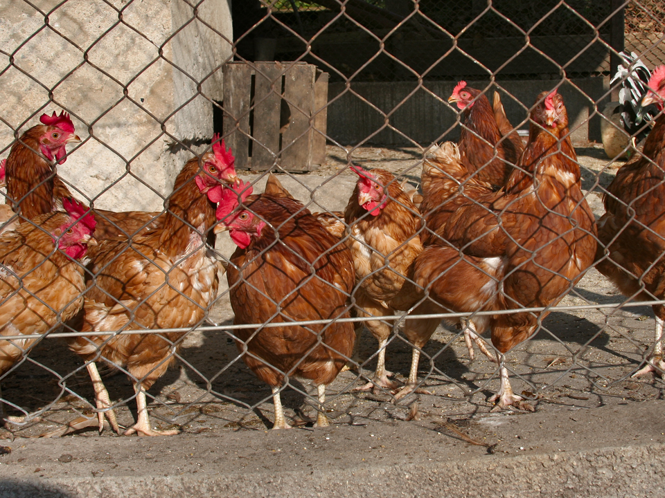 Comerţul cu păsări şi ouă de către producătorii individuali, interzis în pieţele din Sectorul 1