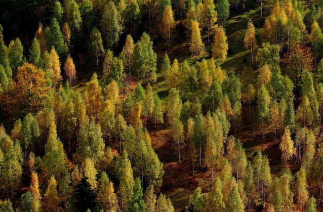 Toate suprafeţele de pădure, de stat sau private, vor fi păzite de Gărzile Forestiere