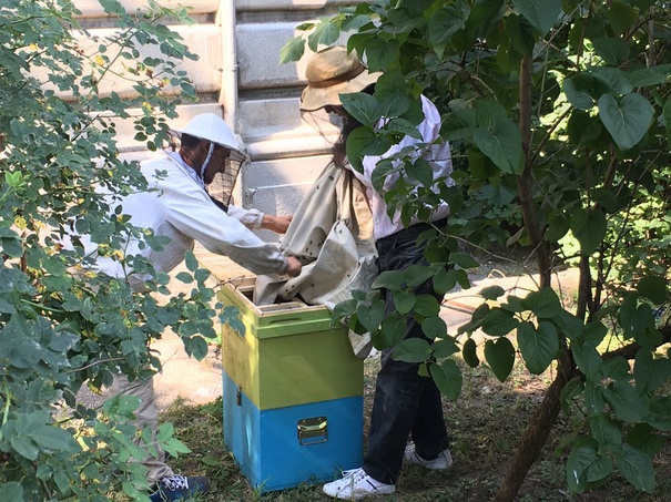 BREAKING: Doi morţi si o persoană în şoc anafilactic din cauza unui atac al albinelor
