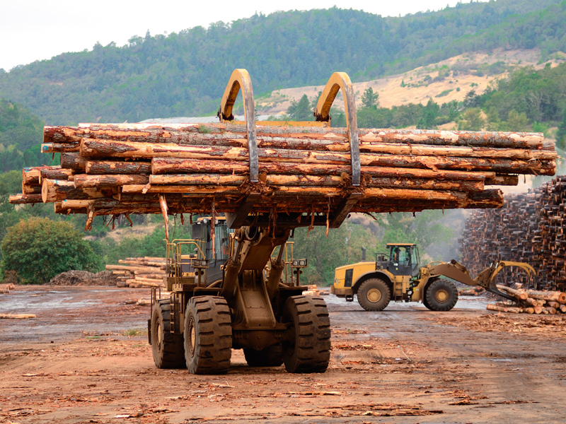 Percheziţii DIICOT la firma Schweighofer Holzindustrie într-un dosar privind afaceri cu lemn, cu prejudicii de 25 mil. euro