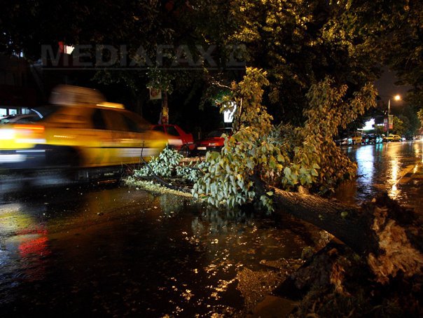 Bilanţul până la această oră în Bucureşti: Au fost îndepărtaţi peste 700 de copaci căzuţi; 50 de maşini au fost avariate