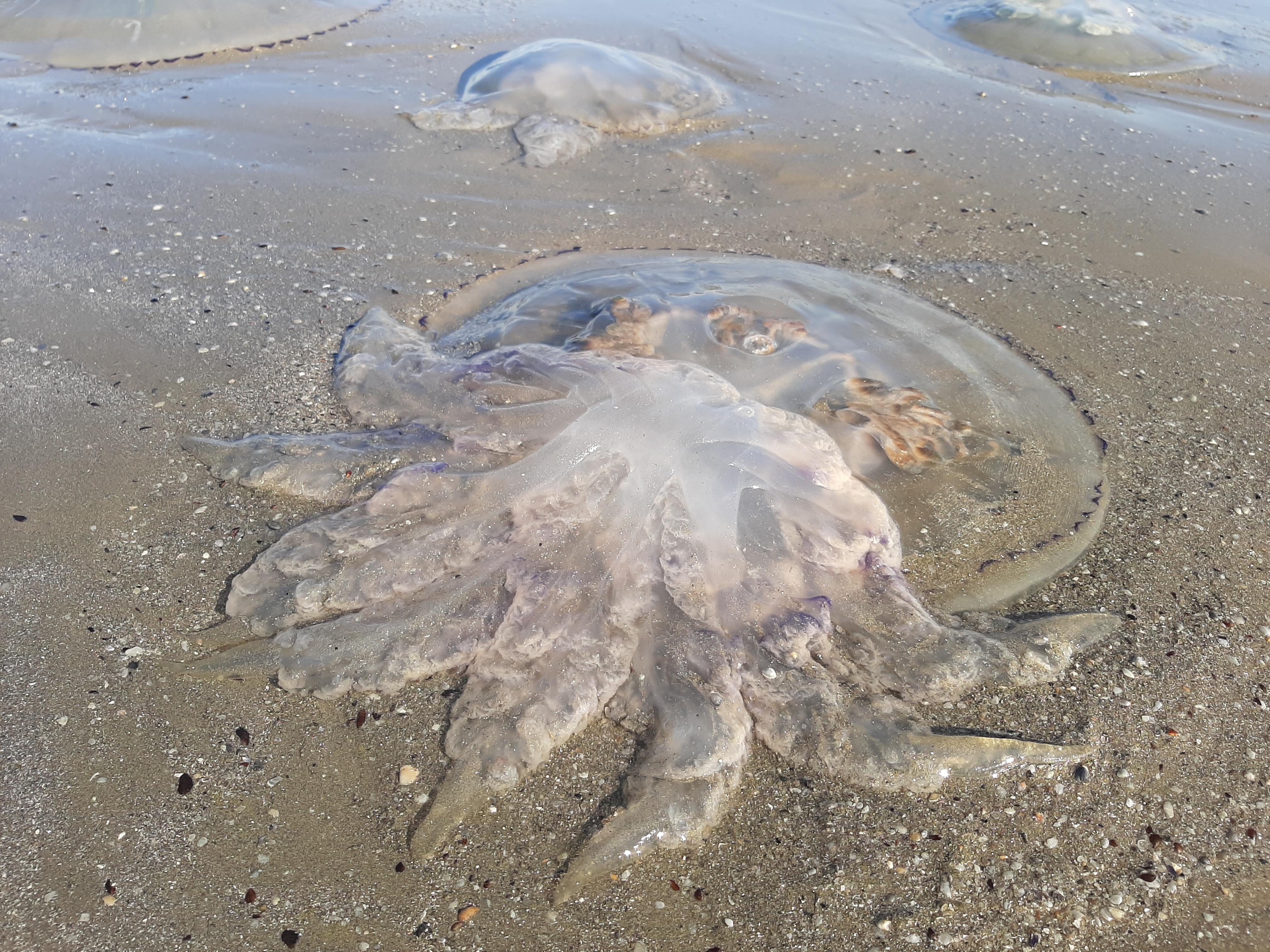 Plaja din Mamaia, invadată de meduze uriaşe aduse la mal de curenţi. Galerie FOTO 