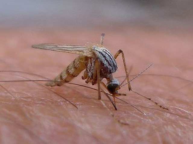 Cum vor oamenii de ştiinţă americani să combată febra galbenă: 750 de milioane de ţânţari modificaţi genetic vor fi eliberaţi în Arhipelagul Florida Keys