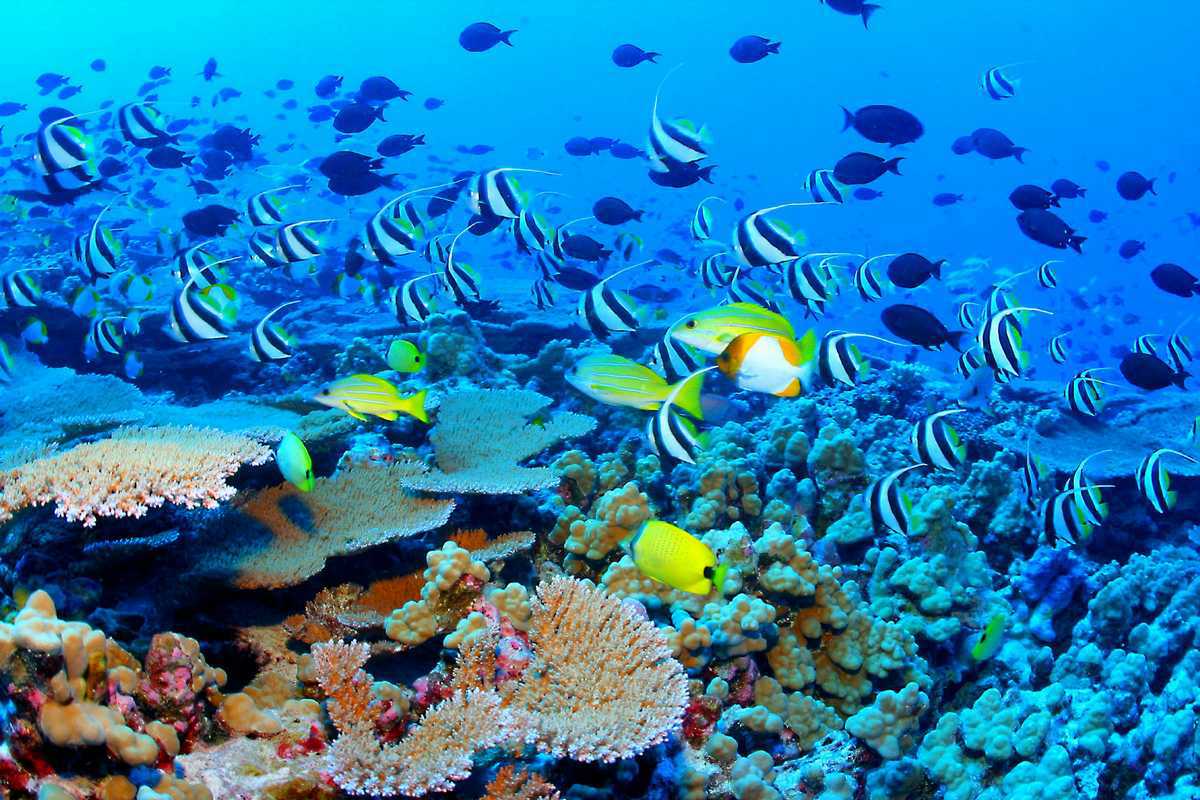 Guvernul australian investeşte 1 miliard de dolari penru conservarea Marii Bariere de Corali