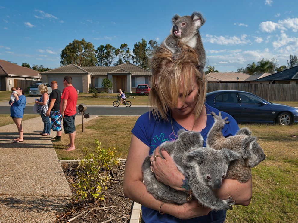 Investiţii pentru a salva populaţiile de koala