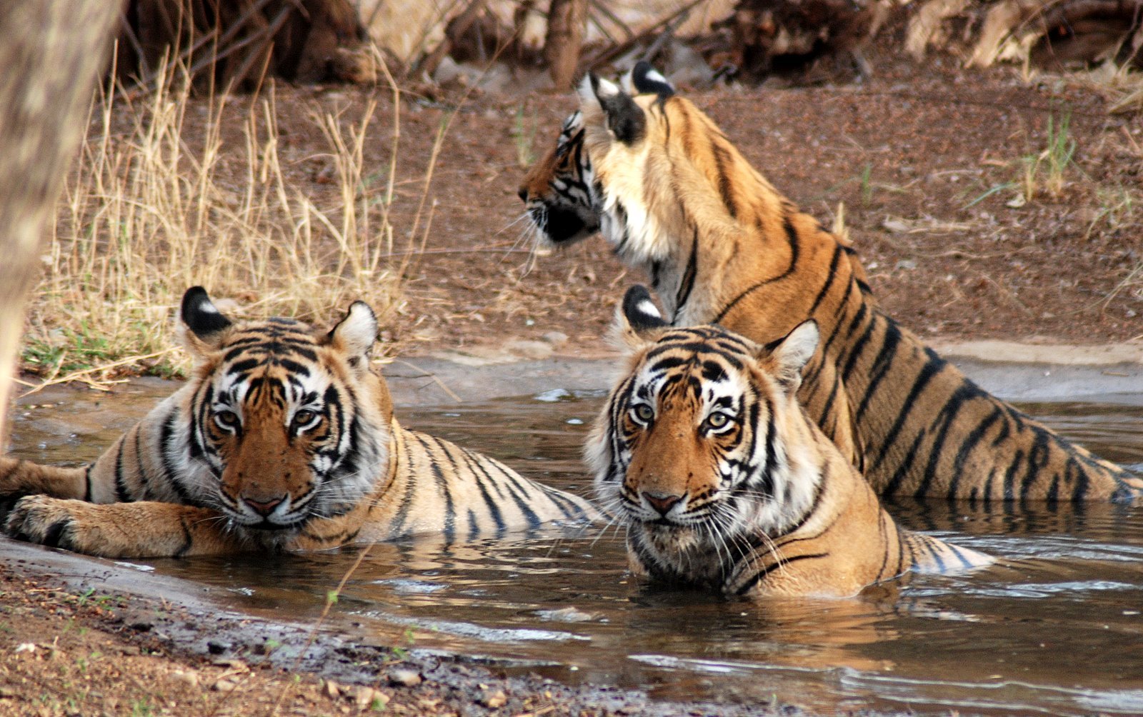 Covid-19 atacă şi animalele. Lei şi tigri de la grădina zoologică din Washington, depistaţi pozitiv