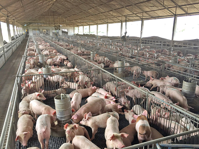 CEC Bank finanţează cu 17 mil. lei dezvoltarea unei ferme de suine cu aproape 12.000 de animale. Investiţia totală depăşeşte 51 mil. lei