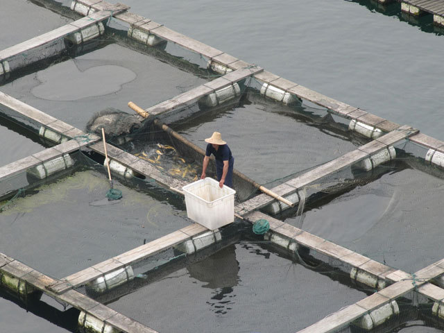 O firmă din Hunedoara vrea să strângă de pe bursă bani ca să cumpere ferme piscicole în Germania