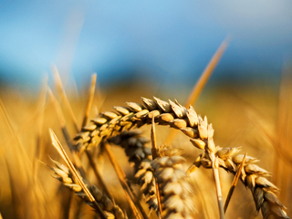 Comcereal Slobozia a înregistrat venituri totale cu 30%...