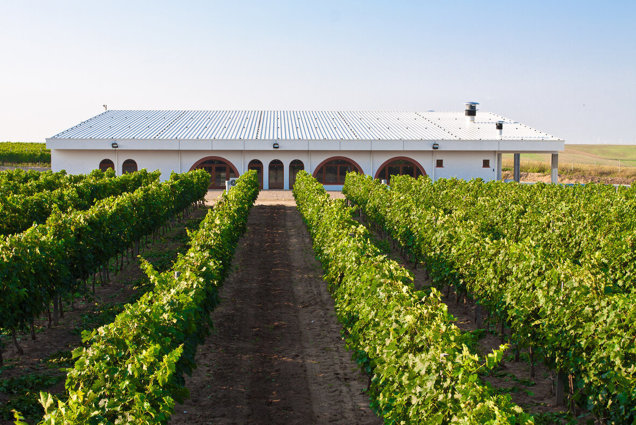 Acţiunile producătorului de vinuri Vifrana scad cu 25% după ce compania a anunţat pierderi de 228.000 de lei în S1/2022. Afaceri în scădere cu 40%