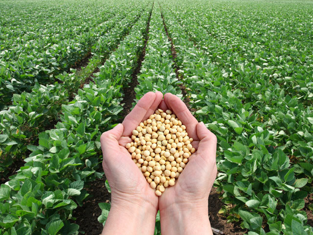 Fermierii au pus soia pe 110.000 de hectare, recordul ultimilor opt ani