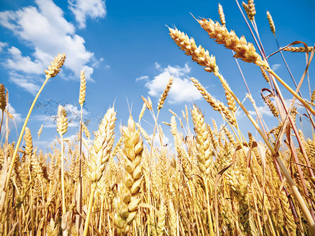 Primele estimări pentru producţia agricolă: 14,5 milioane de tone de porumb, 9,6 milioane de tone de grâu şi 1,6 milioane de tone de rapiţă. Pe o treime din suprafaţa cultivată a României se produce 70% din cantitatea de cereale