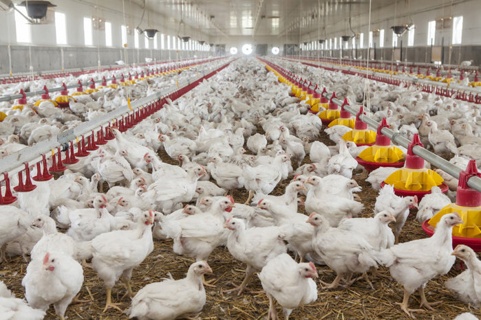 Guvernul prelungeşte la 30 de luni termenul până la care fermele de porci şi de păsări îşi pot derula investiţiile prin programele Ministerului Agriculturii