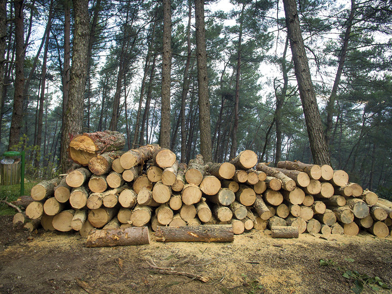 Hoţii de lemn „s-au servit” din pădurile statului cu lemn în valoare de 1,5 mil. euro în primele şase luni din 2018. Lemnul furat ar fi putut încălzi 3.000 de locuinţe
