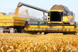 România a încheiat recoltarea grâului. Avem necesarul pentru consumul intern şi pentru export