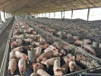 Premium Porc Aims to Invest EUR10M in 2023