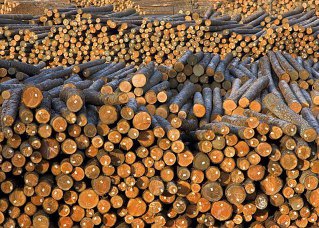 Wood Processors Optimistic About 2012: Construction Market Seen Most Promising In Europe