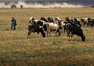 Romania’s Largest Cattle Farm Signs Three-Year Exclusive Contract With Danone