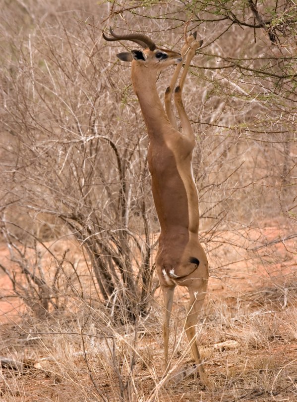 Gazela-girafă