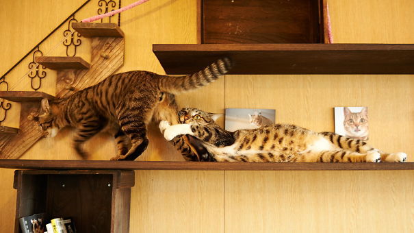 Imagini Amuzante Care Demonstrează Că Pisicile Sunt Cele Mai