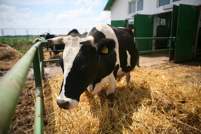 Qatar vrea să construiască un oraş al agricultorilor şi crescătorilor de animale de mai multe miliarde de dolari
